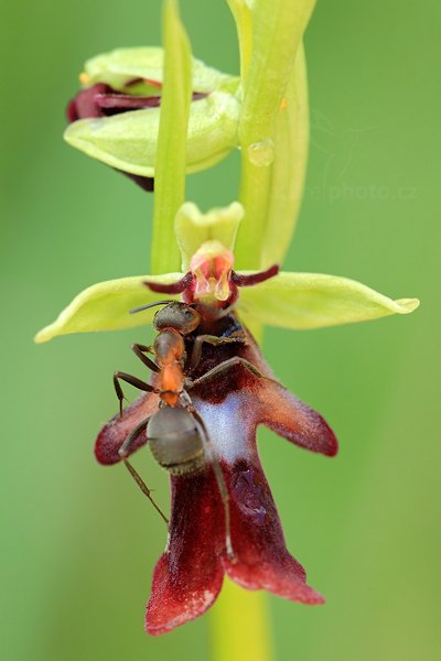 Tořič hmyzonosný (Ophrys insectifera) Fly Orchid, Tořič hmyzonosný (Ophrys insectifera) Fly Orchid, Autor: Ondřej Prosický | NaturePhoto.cz, Model: Canon EOS 5D Mark II, Objektiv: Canon EF 100mm f/2.8 L Macro IS USM + PL filtr Hoya HD, Ohnisková vzdálenost (EQ35mm): 100 mm, stativ Gitzo, Clona: 8.0, Doba expozice: 1/30 s, ISO: 500, Kompenzace expozice: 0, Blesk: Ne, 8. května 2012 10:51:26, u Úštěku (Česko) 