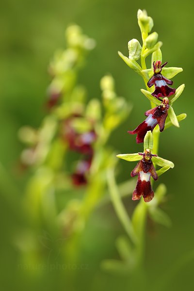 Tořič hmyzonosný (Ophrys insectifera), Tořič hmyzonosný (Ophrys insectifera) Fly Orchid, Autor: Ondřej Prosický | NaturePhoto.cz, Model: Canon EOS 5D Mark II, Objektiv: Canon EF 100mm f/2.8 L Macro IS USM + PL filtr Hoya HD, Ohnisková vzdálenost (EQ35mm): 100 mm, stativ Gitzo, Clona: 3.5, Doba expozice: 1/100 s, ISO: 200, Kompenzace expozice: -2/3, Blesk: Ne, 12. května 2012 16:23:19, u Úštěka (Česko) 