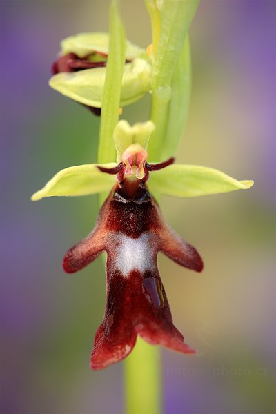 Tořič hmyzonosný (Ophrys insectifera), Tořič hmyzonosný (Ophrys insectifera) Fly Orchid, Autor: Ondřej Prosický | NaturePhoto.cz, Model: Canon EOS 5D Mark II, Objektiv: Canon EF 100mm f/2.8 L Macro IS USM + PL filtr Hoya HD, Ohnisková vzdálenost (EQ35mm): 100 mm, stativ Gitzo, Clona: 5.6, Doba expozice: 1/13 s, ISO: 100, Kompenzace expozice: 0, Blesk: Ne, 8. května 2012 10:46:40, u Úštěka (Česko)