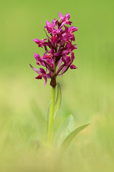 Prstnatec bezový (Dactylorhiza sambucina), Prstnatec bezový (Dactylorhiza sambucina) Elder-flowered Orchid, Autor: Ondřej Prosický | NaturePhoto.cz, Model: Canon EOS 5D Mark II, Objektiv: Canon EF 400mm f/2.8 L IS II USM, Ohnisková vzdálenost (EQ35mm): 400 mm, stativ Gitzo, Clona: 7.1, Doba expozice: 1/100 s, ISO: 500, Kompenzace expozice: -2/3, Blesk: Ne, 6. května 2012 15:56:47, Zlínsko (Česko) 