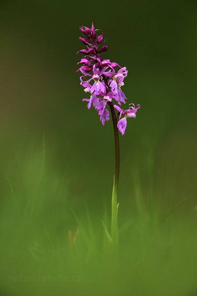 Vstavač mužský (Orchis mascula), Vstavač mužský (Orchis mascula) Early-purple Orchid, Autor: Ondřej Prosický | NaturePhoto.cz, Model: Canon EOS 5D Mark II, Objektiv: Canon EF 400mm f/2.8 L IS II USM, Ohnisková vzdálenost (EQ35mm): 400 mm, stativ Gitzo, Clona: 5.6, Doba expozice: 1/160 s, ISO: 400, Kompenzace expozice: -1, Blesk: Ne, 6. května 2012 15:13:17, Zlínsko (Česko)