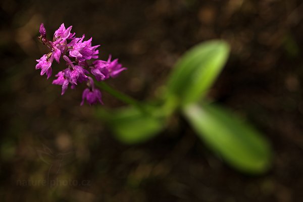 Vstavač Lorezův (Orchis x loreziana) Lorez Orchid, Vstavač Lorezův (Orchis x loreziana) Lorez Orchid, Autor: Ondřej Prosický | NaturePhoto.cz, Model: Canon EOS 5D Mark II, Objektiv: Canon EF 100mm f/2.8 L Macro IS USM, Ohnisková vzdálenost (EQ35mm): 100 mm, stativ Gitzo, Clona: 5.0, Doba expozice: 1/200 s, ISO: 200, Kompenzace expozice: -1 1/3, Blesk: Ne, 6. května 2012 12:24:52, Starý Jičín (Česko) 