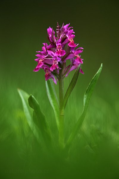 Prstnatec bezový (Dactylorhiza sambucina), Prstnatec bezový (Dactylorhiza sambucina) Elder-flowered Orchid, Autor: Ondřej Prosický | NaturePhoto.cz, Model: Canon EOS 5D Mark II, Objektiv: Canon EF 400mm f/2.8 L IS II USM, Ohnisková vzdálenost (EQ35mm): 400 mm, stativ Gitzo, Clona: 7.1, Doba expozice: 1/100 s, ISO: 500, Kompenzace expozice: -2/3, Blesk: Ne, 6. května 2012 15:56:47, Zlínsko (Česko) 