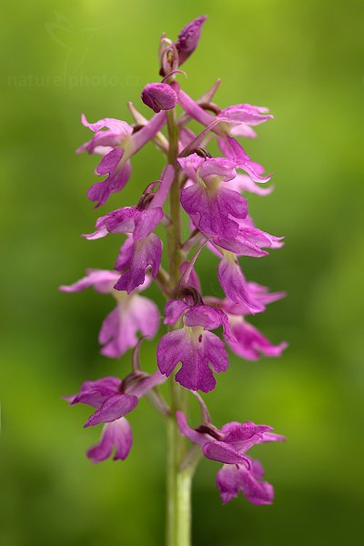 Vstavač Lorezův (Orchis x loreziana), Vstavač Lorezův (Orchis x loreziana)  Lorez Orchid, Autor: Ondřej Prosický | NaturePhoto.cz, Model: Canon EOS 5D Mark II, Objektiv: Canon EF 100mm f/2.8 L Macro IS USM, Ohnisková vzdálenost (EQ35mm): 100 mm, stativ Gitzo, Clona: 5.0, Doba expozice: 1/50 s, ISO: 100, Kompenzace expozice: 0, Blesk: Ne, 6. května 2012 12:14:37, Starý Jičín (Česko) 