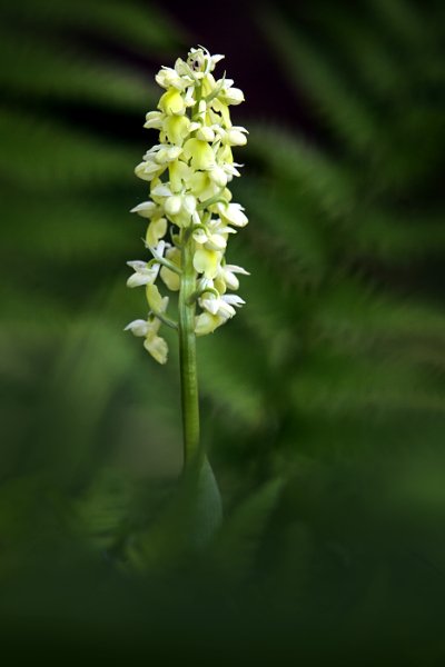 Vstavač bledý (Orchis pallens) Pale Orchid, Vstavač bledý (Orchis pallens) Pale Orchid, Autor: Ondřej Prosický | NaturePhoto.cz, Model: Canon EOS 5D Mark II, Objektiv: Canon EF 400mm f/2.8 L IS II USM, Ohnisková vzdálenost (EQ35mm): 100 mm, stativ Gitzo, Clona: 4.0, Doba expozice: 1/200 s, ISO: 200, Kompenzace expozice: -1 1/3, Blesk: Ne, 6. května 2012 11:24:52, Starý Jičín (Česko)