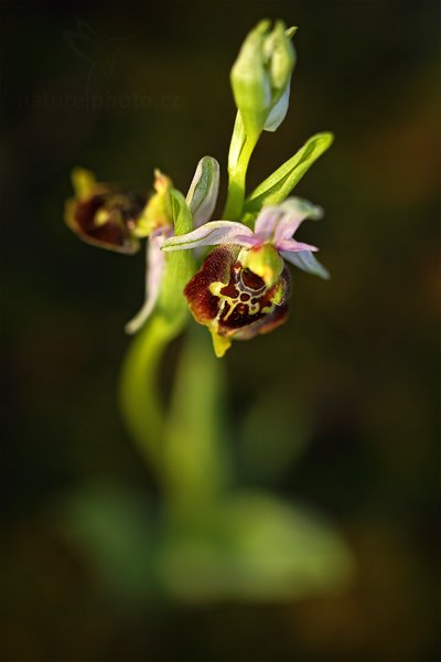 Tořič čmelákovitý (Ophrys holosericea) Late Spider Orchid, Tořič čmelákovitý (Ophrys holosericea) Late Spider Orchid, Autor: Ondřej Prosický | NaturePhoto.cz, Model: Canon EOS 5D Mark II, Objektiv: Canon EF 100mm f/2.8 L Macro IS USM, Ohnisková vzdálenost (EQ35mm): 100 mm, stativ Gitzo, Clona: 3.2, Doba expozice: 1/250 s, ISO: 400, Kompenzace expozice: -2/3, Blesk: Ne, 5. května 2012 18:34:36, Stupava (Slovensko)  