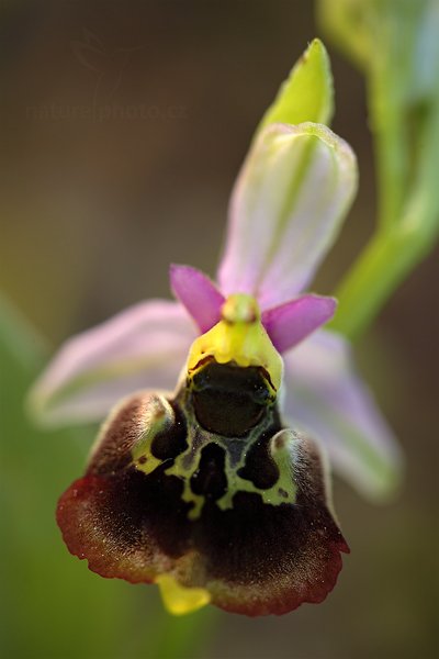 Tořič čmelákovitý (Ophrys holosericea) Late Spider Orchid, Tořič čmelákovitý (Ophrys holosericea) Late Spider Orchid, Autor: Ondřej Prosický | NaturePhoto.cz, Model: Canon EOS 5D Mark II, Objektiv: Canon EF 100mm f/2.8 L Macro IS USM, Ohnisková vzdálenost (EQ35mm): 100 mm, stativ Gitzo, Clona: 3.5, Doba expozice: 1/40 s, ISO: 250, Kompenzace expozice: -2/3, Blesk: Ne, 5. května 2012 18:25:27, Stupava (Slovensko) 