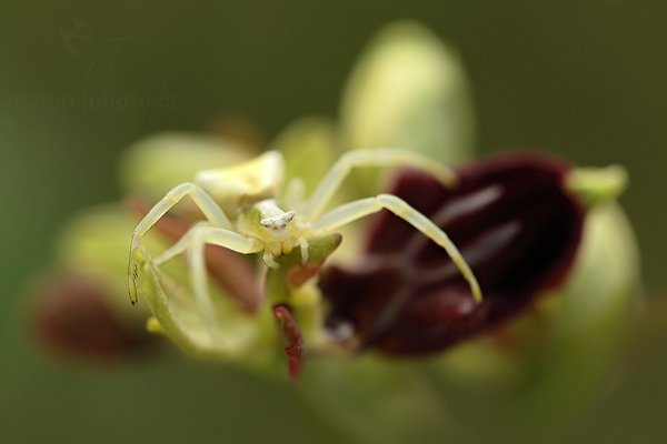 Tořič pavoukonosný (Ophrys sphegodes), Běžník kopretinový (Misumena vatia) Nick&#039;s Spiders, Autor: Ondřej Prosický | NaturePhoto.cz, Model: Canon EOS 5D Mark II, Objektiv: Canon EF 100mm f/2.8 L Macro IS USM, Ohnisková vzdálenost (EQ35mm): 100 mm, stativ Gitzo, Clona: 4.0, Doba expozice: 1/200 s, ISO: 200, Kompenzace expozice: -1, Blesk: Ne, 5. května 2012 11:19:07, Štúrovo (Slovensko)