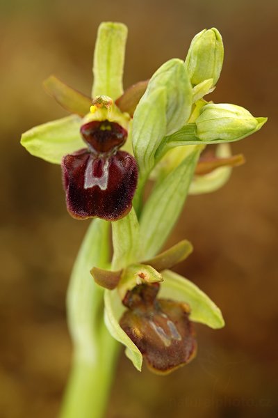 Tořič pavoukonosný (Ophrys sphegodes) Early Spider Orchid, Tořič pavoukonosný (Ophrys sphegodes) Early Spider Orchid, Autor: Ondřej Prosický | NaturePhoto.cz, Model: Canon EOS 5D Mark II, Objektiv: Canon EF 100mm f/2.8 L Macro IS USM, Ohnisková vzdálenost (EQ35mm): 100 mm, stativ Gitzo, Clona: 5.6, Doba expozice: 1/40 s, ISO: 100, Kompenzace expozice: -2/3, Blesk: Ne, 5. května 2012 10:43:51, Štúrovo (Slovensko)