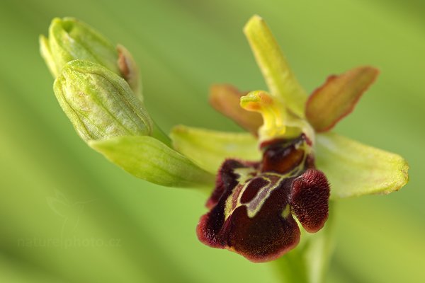 Tořič pavoukonosný (Ophrys sphegodes), Tořič pavoukonosný (Ophrys sphegodes) Early Spider Orchid, Autor: Ondřej Prosický | NaturePhoto.cz, Model: Canon EOS 5D Mark II, Objektiv: Canon EF 100mm f/2.8 L Macro IS USM, Ohnisková vzdálenost (EQ35mm): 100 mm, stativ Gitzo, Clona: 7.1, Doba expozice: 1/10 s, ISO: 100, Kompenzace expozice: -1/3, Blesk: Ne, 5. května 2012 10:34:05, Štúrovo (Slovensko)