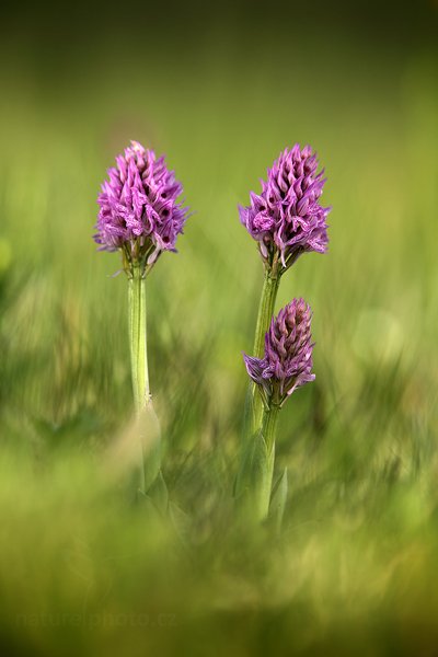 Vstavač trojzubý pravý (Orchis tridentata), Vstavač trojzubý (Orchis tridentata) Toothed Orchid - Three-toothed Orchid, Autor: Ondřej Prosický | NaturePhoto.cz, Model: Canon EOS 5D Mark II, Objektiv: Canon EF 400mm f/2.8 L IS II USM, Ohnisková vzdálenost (EQ35mm): 400 mm, stativ Gitzo, Clona: 5.0, Doba expozice: 1/320 s, ISO: 100, Kompenzace expozice: -1, Blesk: Ne, 6. května 2012 8:01:34, Kroměříž (Česko)