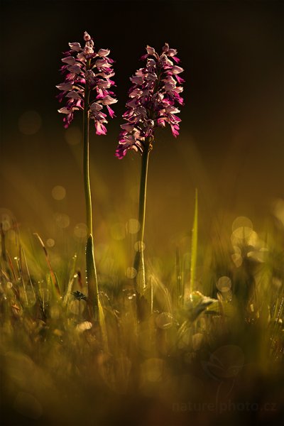 Vstavač vojenský (Orchis militaris) Military Orchid, Vstavač vojenský (Orchis militaris) Military Orchid, Autor: Ondřej Prosický | NaturePhoto.cz, Model: Canon EOS 5D Mark II, Objektiv: Canon EF 400mm f/2.8 L IS II USM, Ohnisková vzdálenost (EQ35mm): 400 mm, stativ Gitzo, Clona: 3.2, Doba expozice: 1/800 s, ISO: 100, Kompenzace expozice: -1 1/3, Blesk: Ne, 6. května 2012 7:47:09, Kroměříž (Česko) 