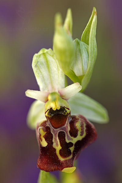 Tořič čmelákovitý (Ophrys holosericea) Late Spider Orchid, Tořič čmelákovitý (Ophrys holosericea) Late Spider Orchid, Autor: Ondřej Prosický | NaturePhoto.cz, Model: Canon EOS 5D Mark II, Objektiv: Canon EF 100mm f/2.8 L Macro IS USM, Ohnisková vzdálenost (EQ35mm): 100 mm, stativ Gitzo, Clona: 4.5, Doba expozice: 1/15 s, ISO: 100, Kompenzace expozice: -1/3, Blesk: Ne, 5. května 2012 17:21:55, Štúrovo (Slovensko) 