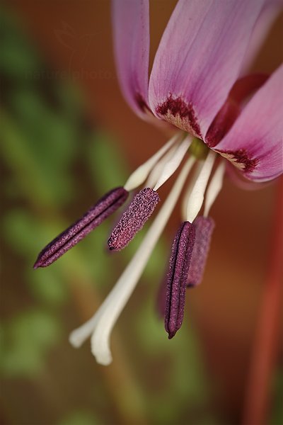 Kandík psí zub (Erythronium dens-canis), Kandík psí zub (Erythronium dens-canis) Dog&#039;s tooth violet or Dogtooth violet, Autor: Ondřej Prosický | NaturePhoto.cz, Model: Canon EOS 5D Mark II, Objektiv: Canon EF 100mm f/2.8 L Macro IS USM, Ohnisková vzdálenost (EQ35mm): 100 mm, stativ Gitzo, Clona: 5.0, Doba expozice: 1/15 s, ISO: 100, Kompenzace expozice: 0, Blesk: Ano, Vytvořeno: 17. března 2012 12:25:31, Hradišťko (Česko) 