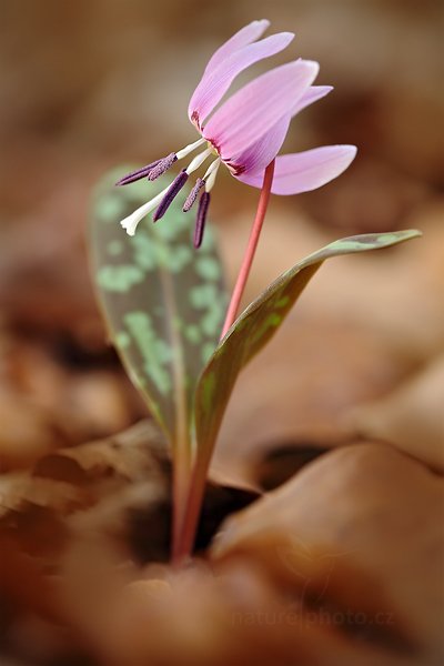 Kandík psí zub (Erythronium dens-canis), Kandík psí zub (Erythronium dens-canis) Dog&#039;s tooth violet or Dogtooth violet, Autor: Ondřej Prosický | NaturePhoto.cz, Model: Canon EOS 5D Mark II, Objektiv: Canon EF 100mm f/2.8 L Macro IS USM, Ohnisková vzdálenost (EQ35mm): 100 mm, stativ Gitzo, Clona: 4.0, Doba expozice: 1/25 s, ISO: 100, Kompenzace expozice: 0, Blesk: Ano, Vytvořeno: 17. března 2012 12:19:50, Hradišťko (Česko) 