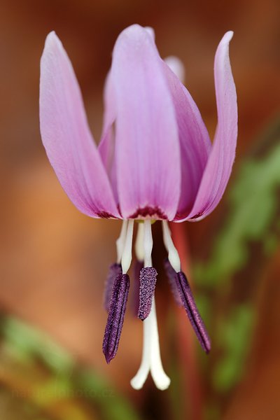 Kandík psí zub (Erythronium dens-canis), Kandík psí zub (Erythronium dens-canis) Dog&#039;s tooth violet or Dogtooth violet, Autor: Ondřej Prosický | NaturePhoto.cz, Model: Canon EOS 5D Mark II, Objektiv: Canon EF 100mm f/2.8 L Macro IS USM, Ohnisková vzdálenost (EQ35mm): 100 mm, stativ Gitzo, Clona: 5.0, Doba expozice: 1/13 s, ISO: 100, Kompenzace expozice: 0, Blesk: Ano, Vytvořeno: 17. března 2012 12:13:36, Hradišťko (Česko) 