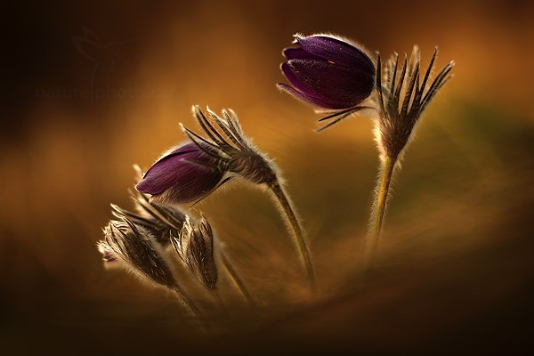 Koniklec Hackelův (Pulsatilla x hackelii) Pasqueflower,, Koniklec Hackelův (Pulsatilla x hackelii) Pasqueflower, Autor: Ondřej Prosický | NaturePhoto.cz, Model: Canon EOS 5D Mark II, Objektiv: Canon EF 100mm f/2.8 L Macro IS USM, Ohnisková vzdálenost (EQ35mm): 100 mm, stativ Gitzo, Clona: 3.2, Doba expozice: 1/500 s, ISO: 100, Kompenzace expozice: -2/3, Blesk: Ano, 14. dubna 2012 18:01:38, České Středohoří (Česko)  