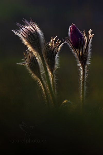 Koniklec Hackelův (Pulsatilla x hackelii) Pasqueflower,, Koniklec Hackelův (Pulsatilla x hackelii) Pasqueflower, Autor: Ondřej Prosický | NaturePhoto.cz, Model: Canon EOS 5D Mark II, Objektiv: Canon EF 100mm f/2.8 L Macro IS USM, Ohnisková vzdálenost (EQ35mm): 100 mm, stativ Gitzo, Clona: 3.5, Doba expozice: 1/320 s, ISO: 320, Kompenzace expozice: -2/3, Blesk: Ne, 14. dubna 2012 19:09:48, České středohoří (Česko) 