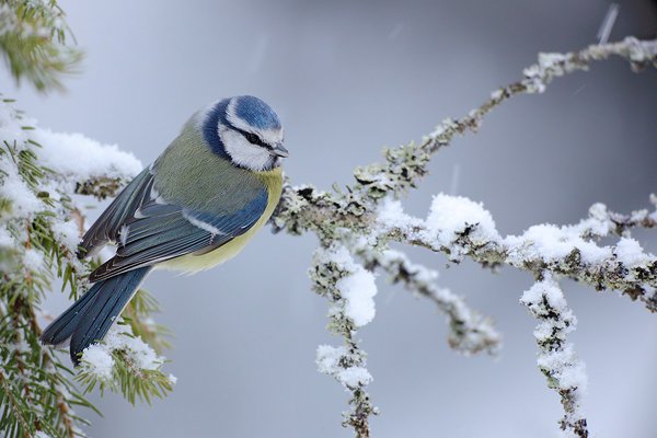 Sýkora modřinka (Parus caeruleus), Sýkora modřinka (Parus caeruleus) Blue Tit, Autor: Ondřej Prosický | NaturePhoto.cz, Model: Canon EOS 5D Mark II, Objektiv: Canon EF 800mm f/5.6 L IS USM + mezikroužek Kenko 20 mm, Ohnisková vzdálenost (EQ35mm): 800 mm, stativ Gitzo, Clona: 5.6, Doba expozice: 1/100 s, ISO: 1600, Kompenzace expozice: +1/3, Blesk: Ne, Vytvořeno: 30. prosince 2011 15:32:32, Prachaticko, Šumava (Česko)