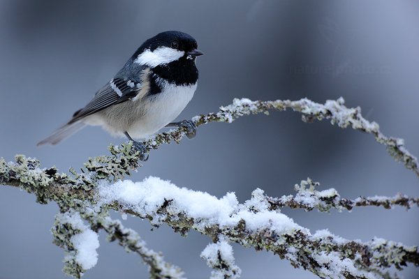 Sýkora uhelníček (Parus ater), Sýkora uhelníček (Parus ater) Coal Tit, Autor: Ondřej Prosický | NaturePhoto.cz, Model: Canon EOS 5D Mark II, Objektiv: Canon EF 800mm f/5.6 L IS USM + mezikroužek Kenko 20 mm, Ohnisková vzdálenost (EQ35mm): 800 mm, stativ Gitzo, Clona: 5.6, Doba expozice: 1/100 s, ISO: 1250, Kompenzace expozice: +1/3, Blesk: Ne, Vytvořeno: 30. prosince 2011 15:25:34, Prachaticko, Šumava (Česko)