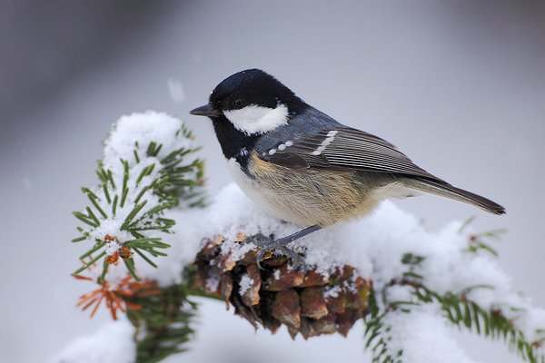 Sýkora uhelníček (Parus ater), Sýkora uhelníček (Parus ater) Coal Tit, Autor: Ondřej Prosický | NaturePhoto.cz, Model: Canon EOS 5D Mark II, Objektiv: Canon EF 800mm f/5.6 L IS USM + mezikroužek Kenko 20 mm, Ohnisková vzdálenost (EQ35mm): 800 mm, stativ Gitzo, Clona: 6.3, Doba expozice: 1/200 s, ISO: 640, Kompenzace expozice: +1/3, Blesk: Ne, Vytvořeno: 30. prosince 2011 14:29:49, Prachaticko, Šumava (Česko) 