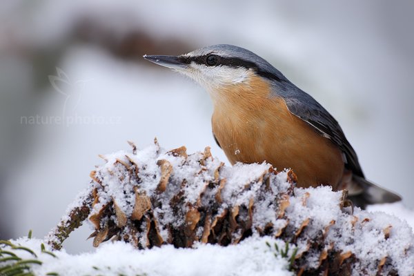 Brhlík lesní (Sitta europaea), Brhlík lesní (Sitta europaea) Eurasian Nuthatch, Autor: Ondřej Prosický | NaturePhoto.cz, Model: Canon EOS 5D Mark II, Objektiv: Canon EF 800mm f/5.6 L IS USM + mezikroužek Kenko 20 mm, Ohnisková vzdálenost (EQ35mm): 800 mm, stativ Gitzo, Clona: 6.3, Doba expozice: 1/200 s, ISO: 640, Kompenzace expozice: +1/3, Blesk: Ne, Vytvořeno: 30. prosince 2011 14:26:18, Prachaticko, Šumava (Česko)