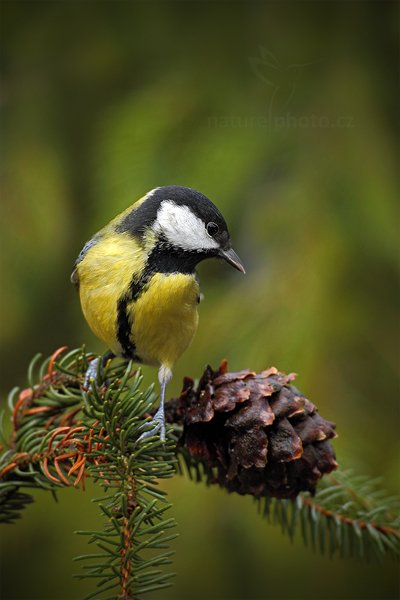 Sýkora koňadra (Parus major)