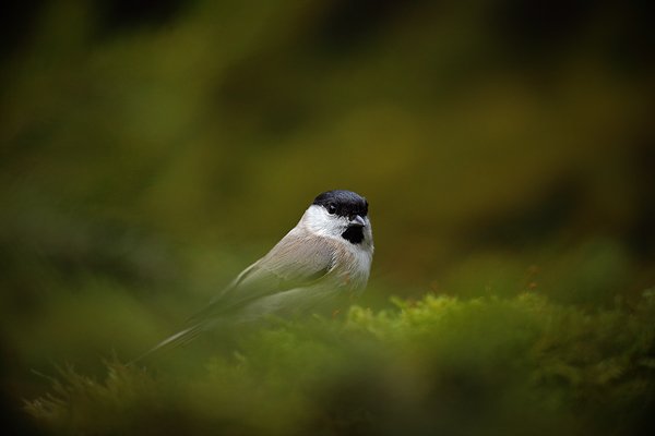 Sýkora babka (Parus palustris), Sýkora babka (Parus palustris) Marsh Tit, Autor: Ondřej Prosický | NaturePhoto.cz, Model: Canon EOS 5D Mark II, Objektiv: Canon EF 800mm f/5.6 L IS USM + mezikroužek Kenko 20 mm, Ohnisková vzdálenost (EQ35mm): 800 mm, stativ Gitzo, Clona: 6.3, Doba expozice: 1/200 s, ISO: 1600, Kompenzace expozice: -1/3, Blesk: Ne, Vytvořeno: 28. prosince 2011 14:24:39, Prachaticko, Šumava (Česko) 