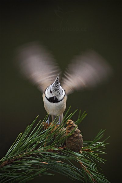 Sýkora parukářka (Parus cristatus), Sýkora parukářka (Parus cristatus) Crested Tit, Autor: Ondřej Prosický | NaturePhoto.cz, Model: Canon EOS 5D Mark II, Objektiv: Canon EF 800mm f/5.6 L IS USM + mezikroužek Kenko 20 mm, Ohnisková vzdálenost (EQ35mm): 800 mm, stativ Gitzo, Clona: 5.6, Doba expozice: 1/200 s, ISO: 2500, Kompenzace expozice: 0, Blesk: Ne, Vytvořeno: 26. prosince 2011 14:23:49, Prachaticko, Šumava (Česko)