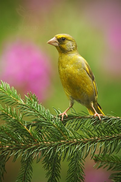 Zvonek zelený (Carduelis chloris), Zvonek zelený (Carduelis chloris) European Greenfinch, Prachaticko, Šumava (Česko)