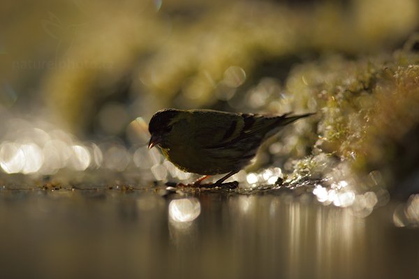 Čížek lesní (Carduelis spinus), Čížek lesní (Carduelis spinus) Eurasian Siskin, Autor: Ondřej Prosický | NaturePhoto.cz, Model: Canon EOS 5D Mark II, Objektiv: Canon EF 400mm f/2.8 L IS II USM, Ohnisková vzdálenost (EQ35mm): 400 mm, stativ Gitzo, Clona: 3.5, Doba expozice: 1/1600 s, ISO: 200, Kompenzace expozice: -1/3, Blesk: Ne, 9. dubna 2012 7:42:36, Prachaticko, Šumava (Česko)