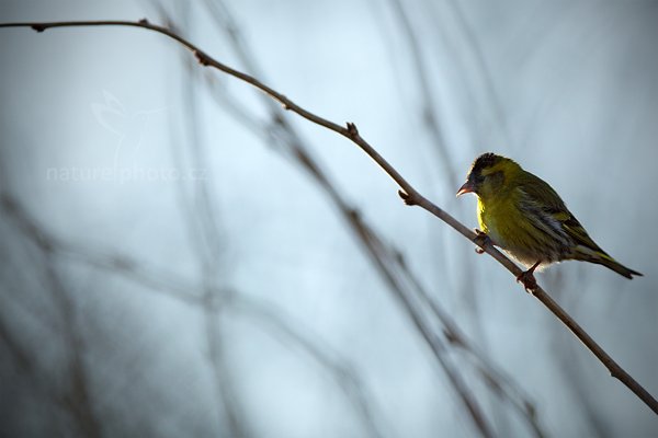 Čížek lesní (Carduelis spinus), Čížek lesní (Carduelis spinus) Eurasian Siskin, Autor: Ondřej Prosický | NaturePhoto.cz, Model: Canon EOS 5D Mark II, Objektiv: Canon EF 400mm f/2.8 L IS II USM, Ohnisková vzdálenost (EQ35mm): 400 mm, stativ Gitzo, Clona: 3.5, Doba expozice: 1/3200 s, ISO: 1000, Kompenzace expozice: +1/3, Blesk: Ne, 9. dubna 2012 7:26:48, Prachaticko, Šumava (Česko) 