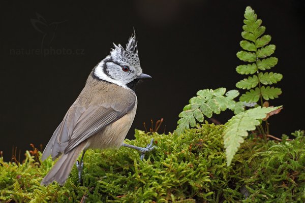 Sýkora parukářka (Parus cristatus), Sýkora parukářka (Parus cristatus) Crested Tit, Autor: Ondřej Prosický | NaturePhoto.cz, Model: Canon EOS 5D Mark II, Objektiv: Canon EF 800mm f/5.6 L IS USM + mezikroužek Kenko 20 mm, Ohnisková vzdálenost (EQ35mm): 800 mm, stativ Gitzo, Clona: 6.3, Doba expozice: 1/200 s, ISO: 1600, Kompenzace expozice: 0, Blesk: Ne, Vytvořeno: 28. prosince 2011 10:39:02, Prachaticko, Šumava (Česko) 