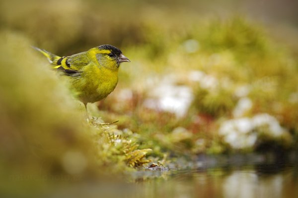 Čížek lesní (Carduelis spinus), Čížek lesní (Carduelis spinus) Eurasian Siskin, Autor: Ondřej Prosický | NaturePhoto.cz, Model: Canon EOS 5D Mark II, Objektiv: Canon EF 400mm f/2.8 L IS II USM + TC Canon 2x, Ohnisková vzdálenost (EQ35mm): 800 mm, stativ Gitzo, Clona: 6.3, Doba expozice: 1/320 s, ISO: 800, Kompenzace expozice: 0, Blesk: Ne, 8. dubna 2012 14:47:55, Prachaticko, Šumava (Česko) 