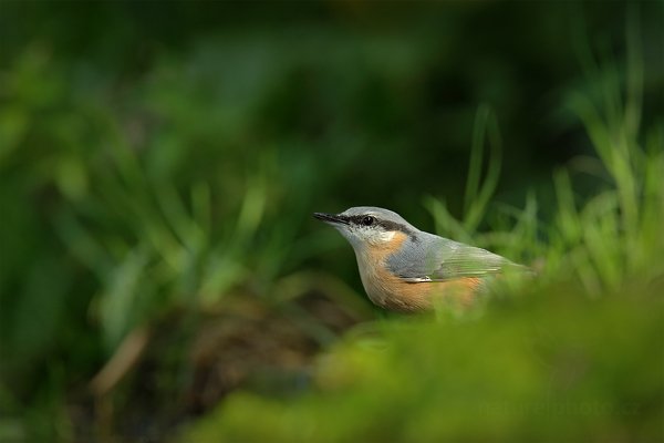 Brhlík lesní (Sitta europaea), Brhlík lesní (Sitta europaea) Eurasian Nuthatch, Autor: Ondřej Prosický | NaturePhoto.cz, Model: Canon EOS-1D X, Objektiv: Canon EF 400mm f/2.8 L IS II USM, stativ Gitzo, Clona: 7.1, Doba expozice: 1/500 s, ISO: 2000, Kompenzace expozice: -2/3, Blesk: Ne, 25. srpna 2012 17:34:16, Prachaticko, Šumava (Česko)  