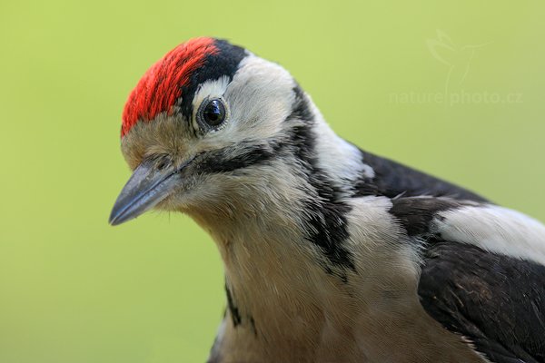 Strakapoud velký (Dendrocopos major), Strakapoud velký (Dendrocopos major) Great Spotted Woodpecker, Prachaticko, Šumava (Česko)