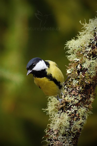 Sýkora koňadra (Parus major), Sýkora koňadra (Parus major) Great Tit, Autor: Ondřej Prosický | NaturePhoto.cz, Model: Canon EOS 5D Mark II, Objektiv: Canon EF 800mm f/5.6 L IS USM + mezikroužek Kenko 20 mm, Ohnisková vzdálenost (EQ35mm): 800 mm, stativ Gitzo, Clona: 7.1, Doba expozice: 1/200 s, ISO: 800, Kompenzace expozice: -2/3, Blesk: Ne, Vytvořeno: 29. prosince 2011 12:23:21, Prachaticko, Šumava (Česko)