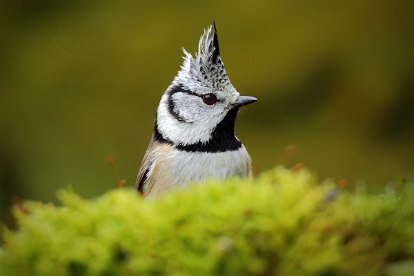 Sýkora parukářka (Parus cristatus), Sýkora parukářka (Parus cristatus) Crested Tit, Autor: Ondřej Prosický | NaturePhoto.cz, Model: Canon EOS 5D Mark II, Objektiv: Canon EF 800mm f/5.6 L IS USM + mezikroužek Kenko 20 mm, Ohnisková vzdálenost (EQ35mm): 800 mm, stativ Gitzo, Clona: 6.3, Doba expozice: 1/200 s, ISO: 1250, Kompenzace expozice: -1/3, Blesk: Ne, Vytvořeno: 28. prosince 2011 13:38:01, Prachaticko, Šumava (Česko) 