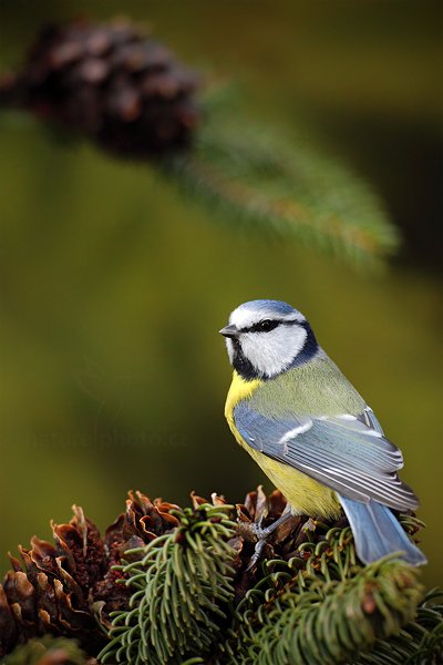 Sýkora modřinka (Parus caeruleus), Sýkora modřinka (Parus caeruleus) Blue Tit, Autor: Ondřej Prosický | NaturePhoto.cz, Model: Canon EOS 5D Mark II, Objektiv: Canon EF 800mm f/5.6 L IS USM + mezikroužek Kenko 20 mm, Ohnisková vzdálenost (EQ35mm): 800 mm, stativ Gitzo, Clona: 6.3, Doba expozice: 1/200 s, ISO: 1600, Kompenzace expozice: -1, Blesk: Ne, Vytvořeno: 29. prosince 2011 13:41:11, Prachaticko, Šumava (Česko)