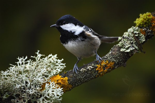 Sýkora uhelníček (Parus ater), Sýkora uhelníček (Parus ater) Coal Tit, Autor: Ondřej Prosický | NaturePhoto.cz, Model: Canon EOS 5D Mark II, Objektiv: Canon EF 800mm f/5.6 L IS USM + mezikroužek Kenko 20 mm, Ohnisková vzdálenost (EQ35mm): 800 mm, stativ Gitzo, Clona: 5.6, Doba expozice: 1/125 s, ISO: 2000, Kompenzace expozice: 0, Blesk: Ne, Vytvořeno: 28. prosince 2011 15:23:46, Prachaticko, Šumava (Česko)