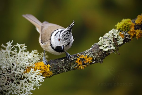 Sýkora parukářka (Parus cristatus), Sýkora parukářka (Parus cristatus) Crested Tit, Autor: Ondřej Prosický | NaturePhoto.cz, Model: Canon EOS 5D Mark II, Objektiv: Canon EF 800mm f/5.6 L IS USM + mezikroužek Kenko 20 mm, Ohnisková vzdálenost (EQ35mm): 800 mm, stativ Gitzo, Clona: 7.1, Doba expozice: 1/200 s, ISO: 1000, Kompenzace expozice: -1/3, Blesk: Ne, Vytvořeno: 29. prosince 2011 11:42:11, Prachaticko, Šumava (Česko)