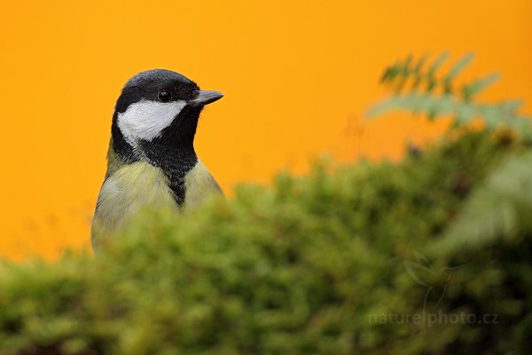 Sýkora koňadra (Parus major), Sýkora koňadra (Parus major) Great Tit, Autor: Ondřej Prosický | NaturePhoto.cz, Model: Canon EOS 5D Mark II, Objektiv: Canon EF 800mm f/5.6 L IS USM + mezikroužek Kenko 20 mm, Ohnisková vzdálenost (EQ35mm): 800 mm, stativ Gitzo, Clona: 6.3, Doba expozice: 1/400 s, ISO: 1250, Kompenzace expozice: 0, Blesk: Ne, Vytvořeno: 28. prosince 2011 11:13:09, Prachaticko, Šumava (Česko)