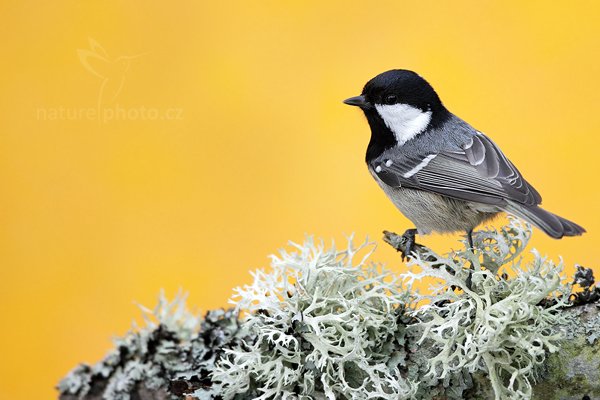 Sýkora babka (Parus palustris), Sýkora uhelníček (Parus ater) Coal Tit, Autor: Ondřej Prosický | NaturePhoto.cz, Model: Canon EOS 5D Mark II, Objektiv: Canon EF 800mm f/5.6 L IS USM + mezikroužek Kenko 20 mm, Ohnisková vzdálenost (EQ35mm): 800 mm, stativ Gitzo, Clona: 5.6, Doba expozice: 1/125 s, ISO: 800, Kompenzace expozice: +1, Blesk: Ne, Vytvořeno: 25. prosince 2011 14:55:20, Prachaticko, Šumava (Česko)