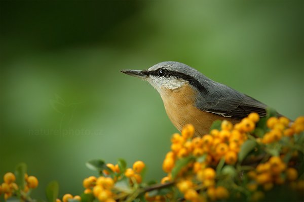 Brhlík lesní (Sitta europaea), Brhlík lesní (Sitta europaea) Eurasian Nuthatch, Autor: Ondřej Prosický | NaturePhoto.cz, Model: Canon EOS-1D X, Objektiv: Canon EF 400mm f/2.8 L IS II USM + TC Canon 2x, stativ Gitzo, Clona: 7.1, Doba expozice: 1/400 s, ISO: 2000, Kompenzace expozice: -1/3, Blesk: Ne, 25. srpna 2012 16:47:47, Prachaticko, Šumava (Česko)