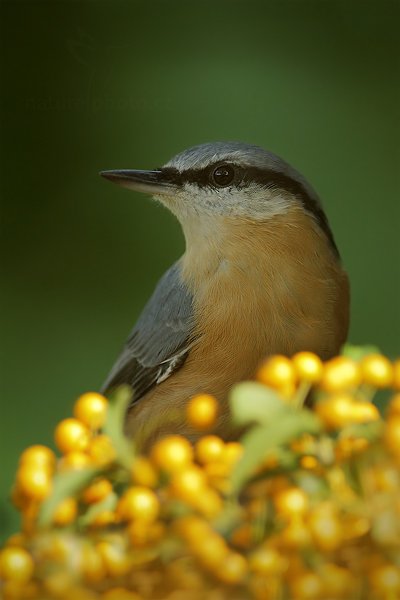 Brhlík lesní (Sitta europaea), Brhlík lesní (Sitta europaea) Eurasian Nuthatch, Autor: Ondřej Prosický | NaturePhoto.cz, Model: Canon EOS-1D X, Objektiv: Canon EF 400mm f/2.8 L IS II USM, stativ Gitzo, Clona: 5.6, Doba expozice: 1/320 s, ISO: 1600, Kompenzace expozice: -1/3, Blesk: Ne, 26. srpna 2012 13:21:22, Prachaticko, Šumava (Česko)