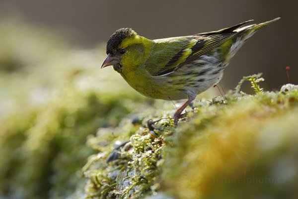 Čížek lesní (Carduelis spinus), Čížek lesní (Carduelis spinus) Eurasian Siskin, Autor: Ondřej Prosický | NaturePhoto.cz, Model: Canon EOS 5D Mark II, Objektiv: Canon EF 400mm f/2.8 L IS II USM, Ohnisková vzdálenost (EQ35mm): 400 mm, stativ Gitzo, Clona: 3.5, Doba expozice: 1/400 s, ISO: 400, Kompenzace expozice: +1/3, Blesk: Ne, 9. dubna 2012 8:24:08, Prachaticko, Šumava (Česko) 