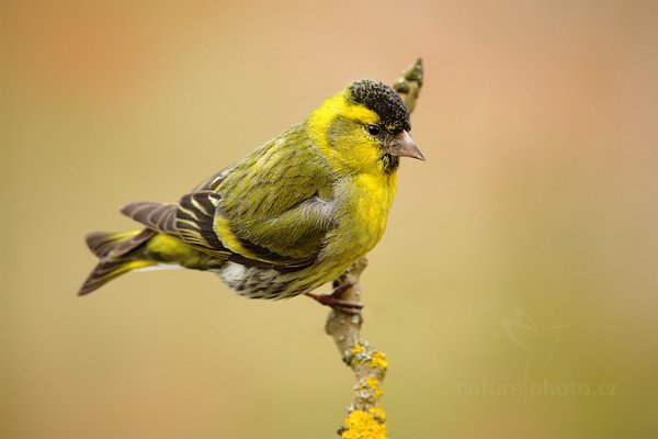 Čížek lesní (Carduelis spinus), Čížek lesní (Carduelis spinus) Eurasian Siskin, Autor: Ondřej Prosický | NaturePhoto.cz, Model: Canon EOS 5D Mark II, Objektiv: Canon EF 400mm f/2.8 L IS II USM + TC Canon 2x, Ohnisková vzdálenost (EQ35mm): 800 mm, stativ Gitzo, Clona: 6.3, Doba expozice: 1/160 s, ISO: 1000, Kompenzace expozice: +1/3, Blesk: Ne, 8. dubna 2012 16:04:00, Prachaticko, Šumava (Česko)