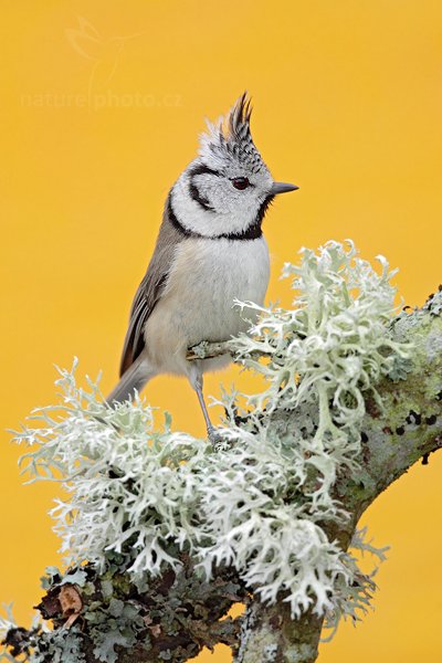 Sýkora parukářka (Parus cristatus), Sýkora parukářka (Parus cristatus) Crested Tit, Autor: Ondřej Prosický | NaturePhoto.cz, Model: Canon EOS 5D Mark II, Objektiv: Canon EF 800mm f/5.6 L IS USM + mezikroužek Kenko 20 mm, Ohnisková vzdálenost (EQ35mm): 800 mm, stativ Gitzo, Clona: 6.3, Doba expozice: 1/250 s, ISO: 1600, Kompenzace expozice: +1, Blesk: Ne, Vytvořeno: 26. prosince 2011 9:29:31, Prachaticko, Šumava (Česko)