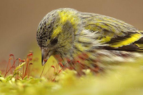 Čížek lesní (Carduelis spinus), Čížek lesní (Carduelis spinus) Eurasian Siskin, Autor: Ondřej Prosický | NaturePhoto.cz, Model: Canon EOS 5D Mark II + TC Canon 2x, Objektiv: Canon EF 400mm f/2.8 L IS II USM, Ohnisková vzdálenost (EQ35mm): 800 mm, stativ Gitzo, Clona: 7.1, Doba expozice: 1/160 s, ISO: 800, Kompenzace expozice: 0, Blesk: Ne, 8. dubna 2012 15:37:07, Prachaticko, Šumava (Česko) 