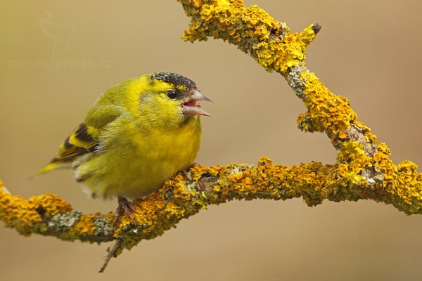 Čížek lesní (Carduelis spinus), Čížek lesní (Carduelis spinus) Eurasian Siskin, Autor: Ondřej Prosický | NaturePhoto.cz, Model: Canon EOS 5D Mark II, Objektiv: Canon EF 400mm f/2.8 L IS II USM + TC Canon 2x, Ohnisková vzdálenost (EQ35mm): 800 mm, stativ Gitzo, Clona: 6.3, Doba expozice: 1/250 s, ISO: 800, Kompenzace expozice: +1/3, Blesk: Ne, 8. dubna 2012 15:16:23, Prachaticko, Šumava (Česko)